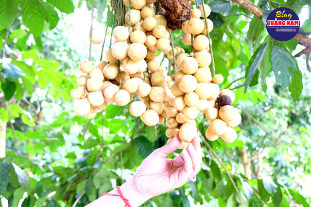 Lòn bon ở Tiên Phước đang vào mùa, trái lủng lẳng trên cành ở nhiều nhà vườn